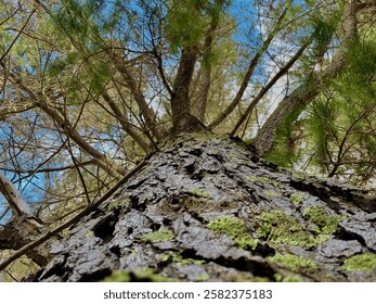 Close up of a pine tree in the forest 