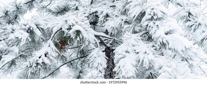 close up pine tree forest branch covered by snow, christmass weekend concept