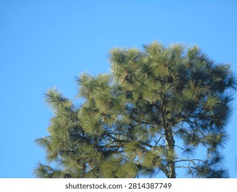 Close up of a pine tree with green needles and cones against a clear blue sky