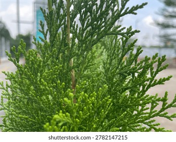 close up of pine tree leaves 