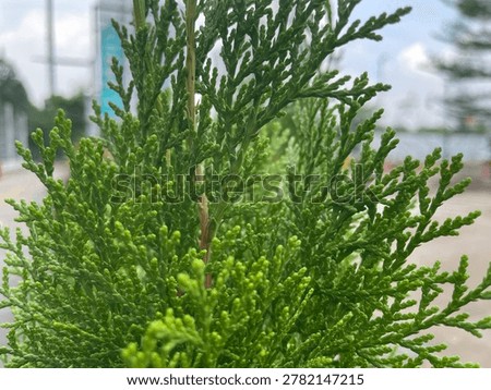 close up of pine tree leaves 