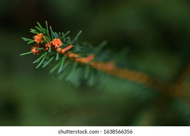 Close Up Pine Tree Needles