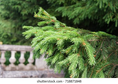 Close up of pine tree needles. 