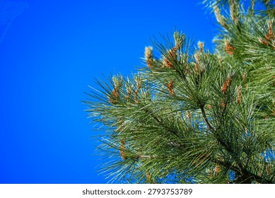 Close Up Of Pine Tree Needles Against Clear Blue Sky