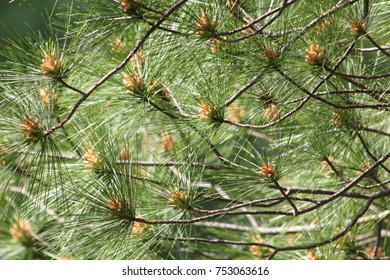 Close Up Of Pine Tree In Saint Louis County, Missouri.