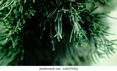 Close up pine trees