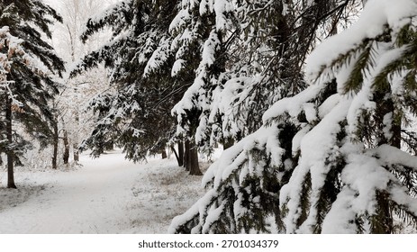Close up Pine Trees Branch. Winter Forest Daytime Photo