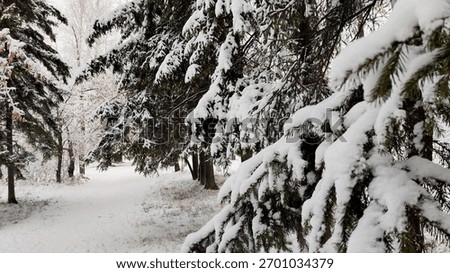 Close up Pine Trees Branch. Winter Forest Daytime Photo