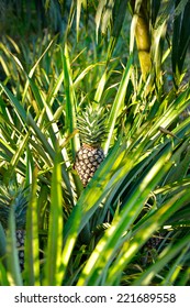 Close up of pineapple tropical fruit, selective focus.