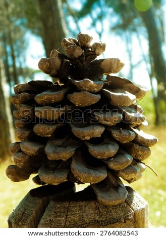 Close up of pinecone. Nature concept.