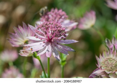 Close up of pink astrantia major flowers in bloom