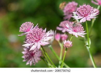 Close up of pink astrantia major flowers in bloom - Shutterstock ID 2085730762