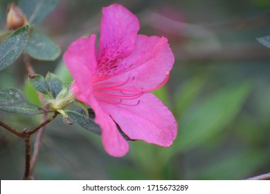 Close Up Of Pink Azalea Flower