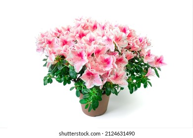 Close up of pink azalea flowers or Rhododendron plant in a flower pot on white background.
