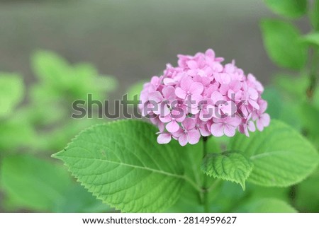 Close up of pink bigleaf hydrangea bloom