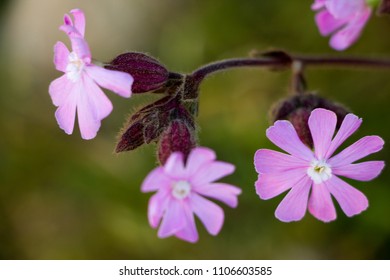 Close up pink bloom 