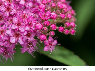 Close Up Of Pink Blooming Spirea Magic Carpet Flowers