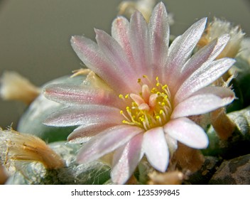 Close up of pink blossom of Lophophora Williamsii - Peyote cactus