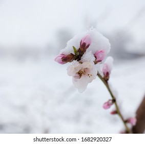 Fruit Tree Blossom Hd Stock Images Shutterstock