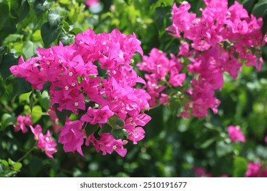 close up of  pink bougainvillea - Powered by Shutterstock - Get 15% off with code: PIKWIZARD15