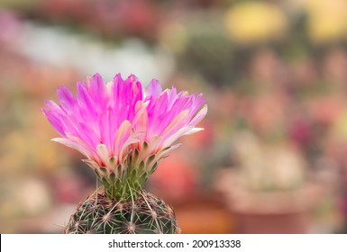 Close Up Pink Cactus Flower. 