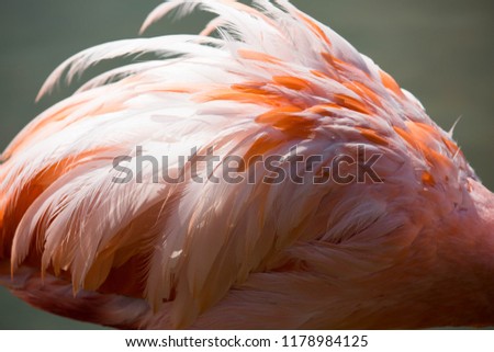 Close up of a pink caribbean flamingo with disheveled flamingo feather background