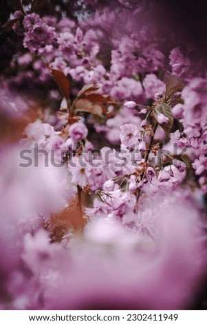 Close up of pink cherry blossom in Bad Langensalza during cherry blossom season. 