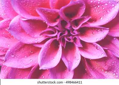 Close up of pink Chrysanthemum flower with rain drops on petals in vintage style