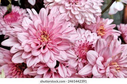 Close up pink chrysanthemum petals.  Seruni, Teluki, or chrysanthemum is a type of flowering plant that is often grown as an ornamental yard plant or flower picker. its part of the Asteraceae family. - Powered by Shutterstock