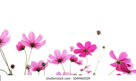 Close up pink cosmos flower in the meadow isolated on white background with copy space. Floral border and frame for springtime or summer season. Banner style.
