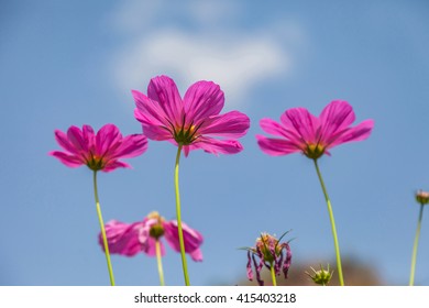 Close up of Pink Cosmos flowers in field