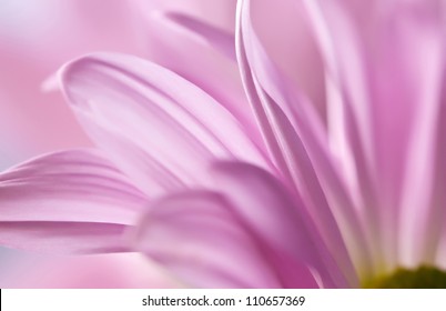 Close Up Of Pink Daisy Flower Pedals