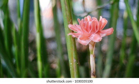 Close Pink Dala Flower Blossom Background Stock Photo 1030335100 ...