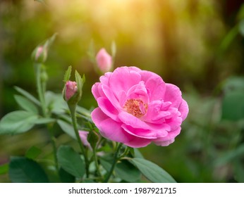 Close up Pink Damask Rose flower with blur background.