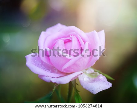 Similar – Image, Stock Photo Rose dries up Plant Flower