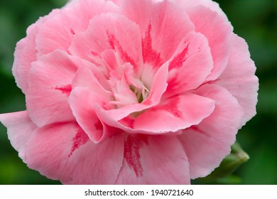 Close Up Of A Pink Dianthus Flower In Bloom