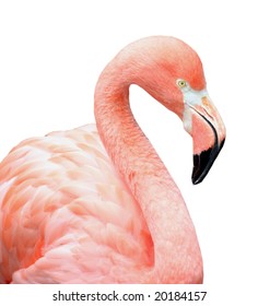 Close up of pink flamingo bird isolated on white background.