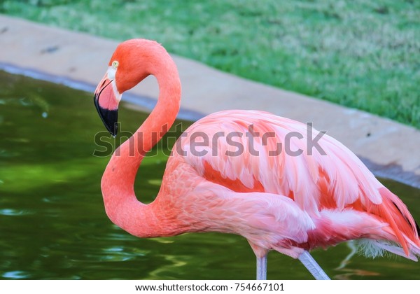 für Tierpark mit Standplatte 42001 2x Wunderschöner Flamingo Zoo 