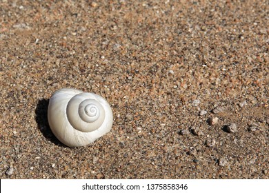 desert snail shells