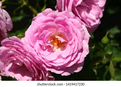 Close Up Pink Flower Of Cotillion 