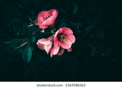 A close up of pink Flowering Quince flowers in bloom - Powered by Shutterstock