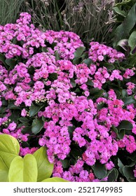 Close up of pink flowers