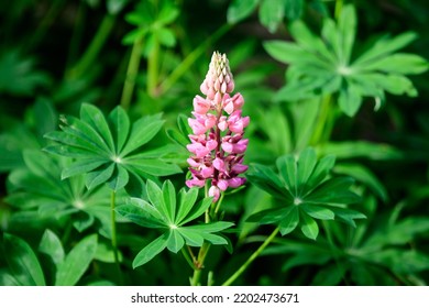 Close up of pink flowers of Lupinus, commonly known as lupin or lupine, in full bloom and green grass in a sunny spring garden, beautiful outdoor floral background photographed with soft focus - Powered by Shutterstock