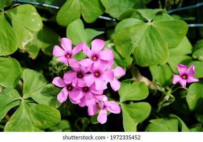 Pink Sorrel Images Stock Photos Vectors Shutterstock