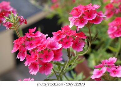 Close Up Of The Pink Flowers Of A Verbena Plant On A Balcony