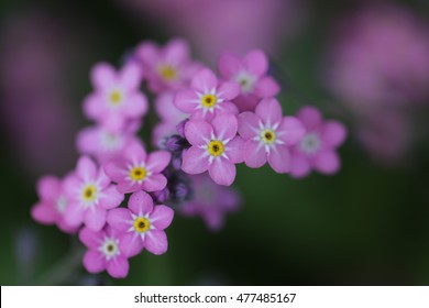 Forget Me Not Flower Purple Soft Focus High Res Stock Images Shutterstock