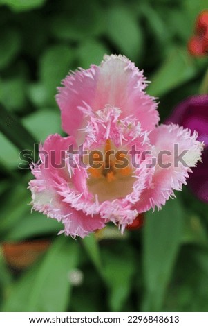 Close up of pink frilly flower
