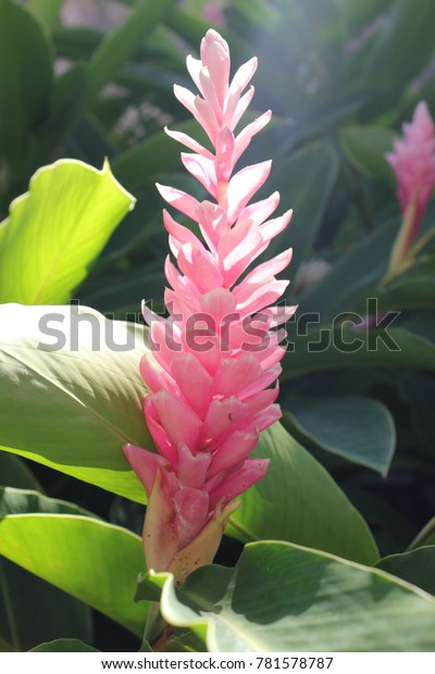 Close Pink Ginger Lily Stock Photo Edit Now