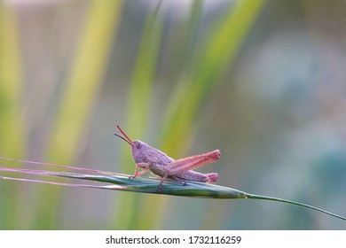 Close Up Of A Pink Grasshopper