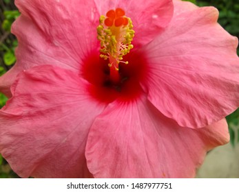 Close Up Pink Hibiscus Or Chaba Flower Blooming